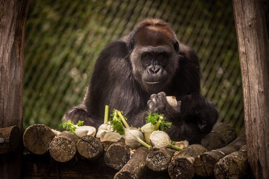 Antwerp: ZOO Entry Ticket - Key points to know before you go