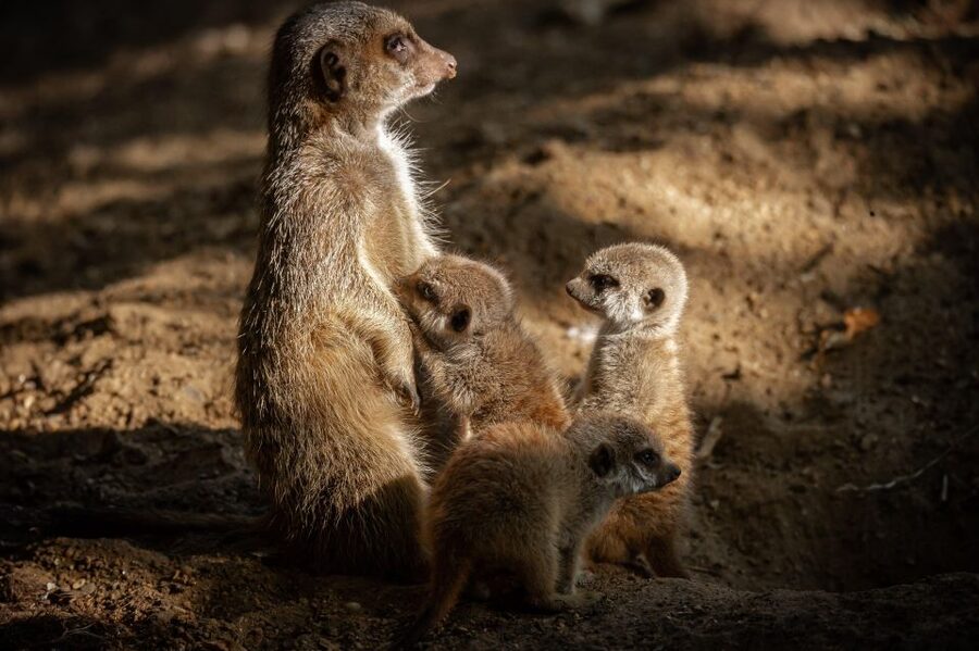Antwerp: ZOO Entry Ticket - Why Antwerp ZOO works well for a city day