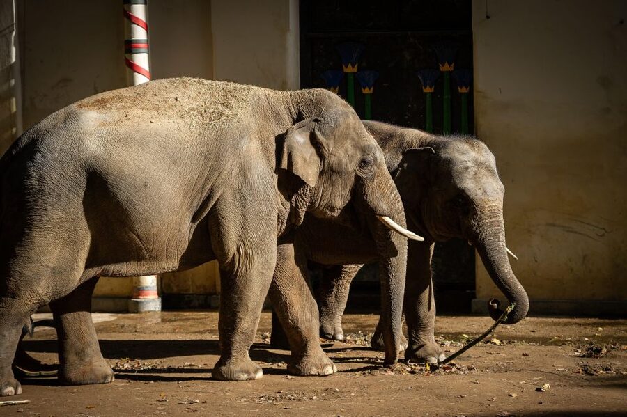 Antwerp: ZOO Entry Ticket - The animals you are most likely to remember