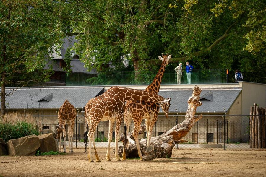 Antwerp: ZOO Entry Ticket - The named habitats and indoor stops