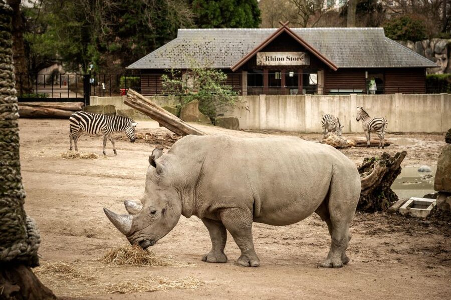 Antwerp: ZOO Entry Ticket - What the $39 ticket is really worth