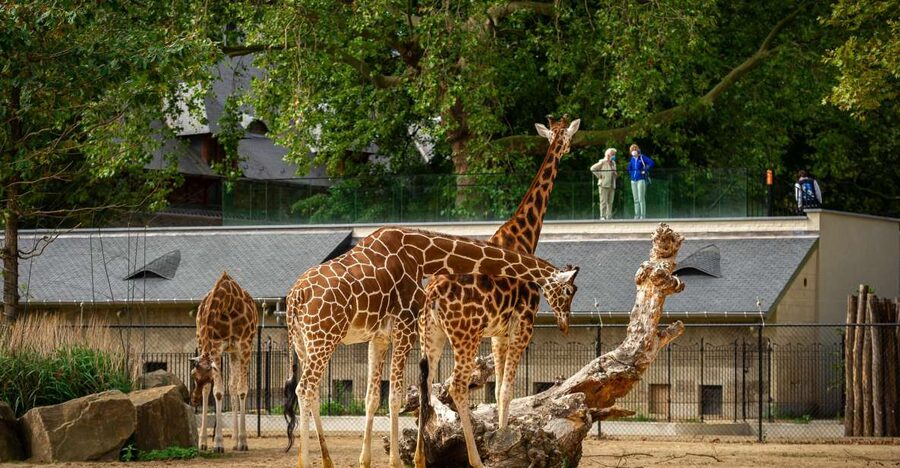 Antwerp: ZOO Entry Ticket - Accessibility, lockers, and small practical details