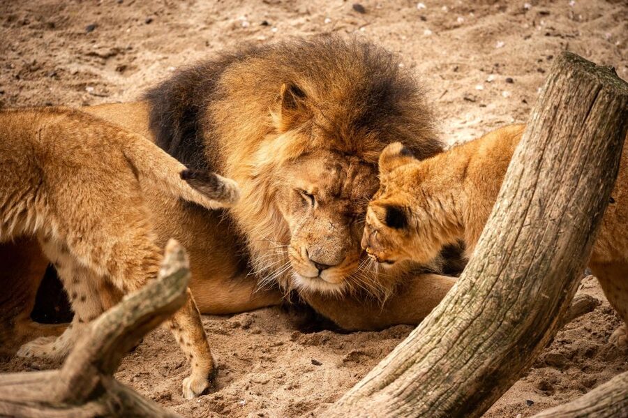 Antwerp: ZOO Entry Ticket - Who should book Antwerp ZOO?