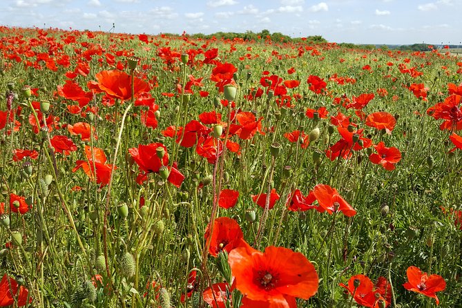 Australian Battlefields Private Tour in Flanders from Bruges - Fromelles and the soldiers returned to the earth