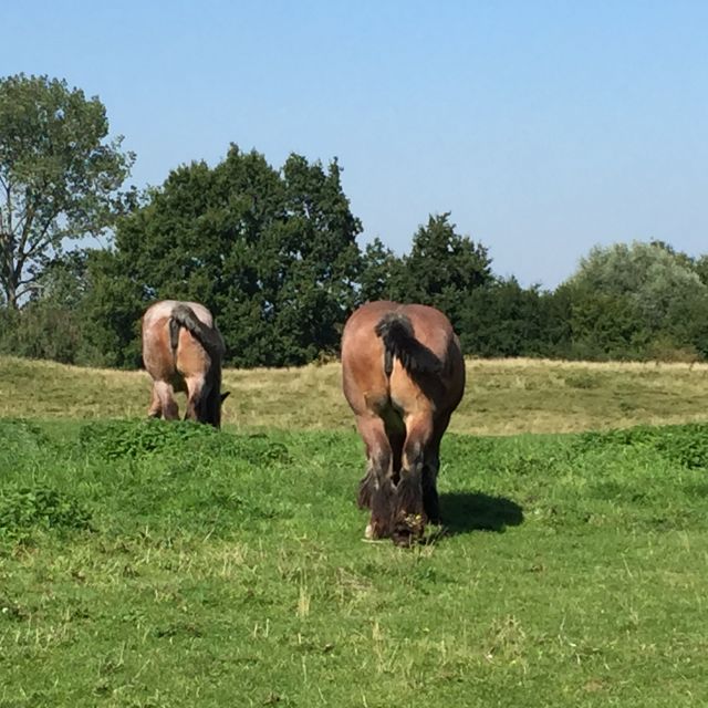 Bruges: Flatlands Guided Bike Tour - Damme, a former port with a quieter face