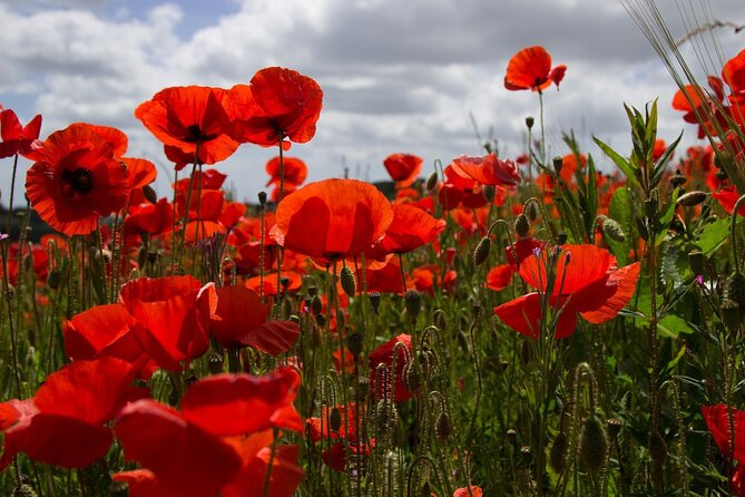 Flanders Fields Remembrance Tour from Brussels - Essex Farm connects a field hospital with a famous poem
