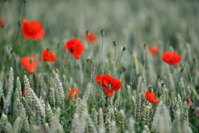 In Flanders Fields and Passchendaele Grand Tour - Hill 60: preserved ground and terrible fighting