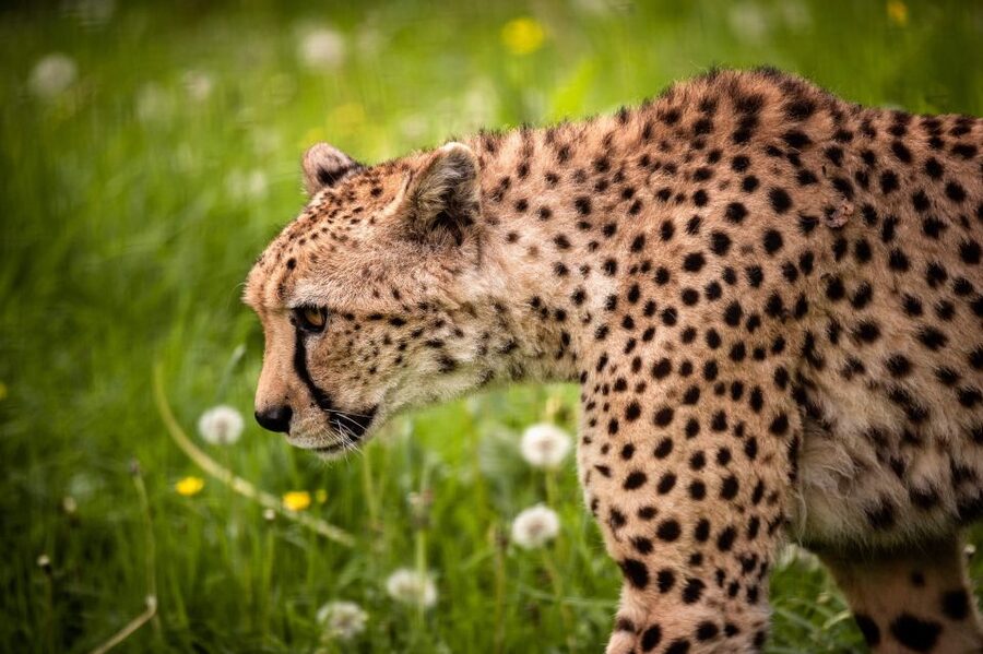 Mechelen: Planckendael ZOO Entry Ticket - A castle walk with animals around every turn
