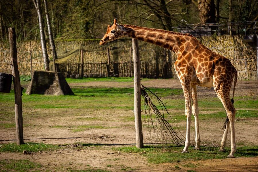 Mechelen: Planckendael ZOO Entry Ticket - A practical day for families