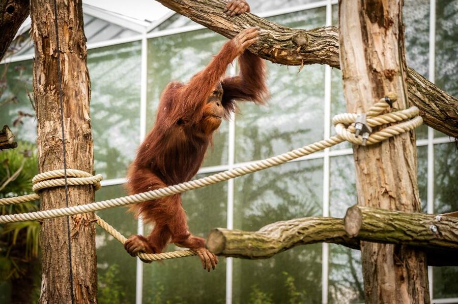 Mechelen: Planckendael ZOO Entry Ticket - Food, breaks, and the final hour