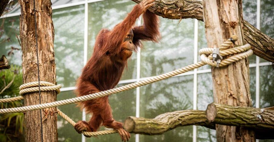 Mechelen: Planckendael ZOO Entry Ticket - Who will get the most from Planckendael?