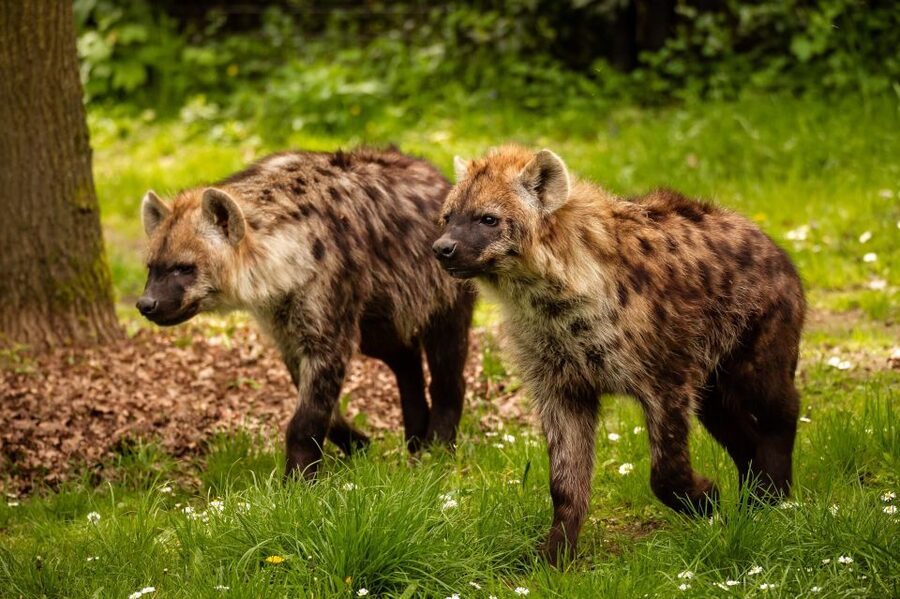 Mechelen: Planckendael ZOO Entry Ticket - Booking flexibility and useful timing