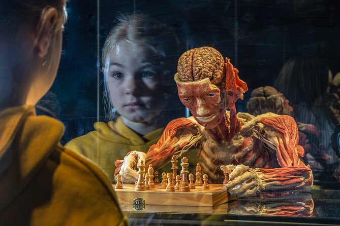 Ticket Expo Body Worlds in Bruges, Belgium - Key points for planning your visit