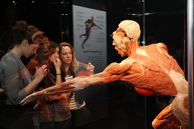 Ticket Expo Body Worlds in Bruges, Belgium - Is $81 a fair price?