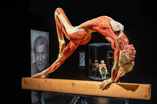 Ticket Expo Body Worlds in Bruges, Belgium - What the plastinated bodies show you